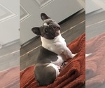 Small Photo #3 French Bulldog Puppy For Sale in DOWNEY, CA, USA