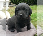 Puppy Orange Collar Labrador Retriever