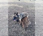 Small Photo #23 Belgian Malinois Puppy For Sale in CROWLEY, TX, USA