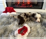 Small Photo #28 Miniature Australian Shepherd Puppy For Sale in QUINCY, CA, USA