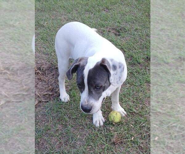 Medium Photo #4 Mutt Puppy For Sale in Eastman, GA, USA