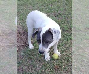 Shiloh - Female Mutt Dog for Adoption - Photo #4