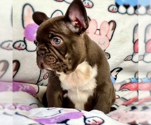 French Bulldog Puppy for sale in OJAI, CA, USA
