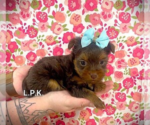 Yorkshire Terrier Puppy for sale in WINNSBORO, LA, USA