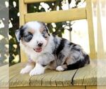 Small #1 Aussie-Poo