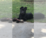 Small Photo #2 Belgian Malinois Puppy For Sale in OXNARD, CA, USA