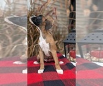 Small #1 Boxer