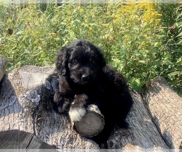 Medium Photo #2 Bordoodle Puppy For Sale in HILLSBORO, WI, USA