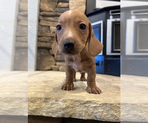 Dachshund Puppy for sale in LITTLEROCK, CA, USA
