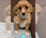 Puppy Lily Cavapoo