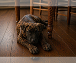 Image preview for Ad Listing. Nickname: Max