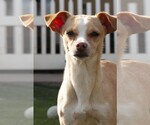 Small #2 Chihuahua Mix