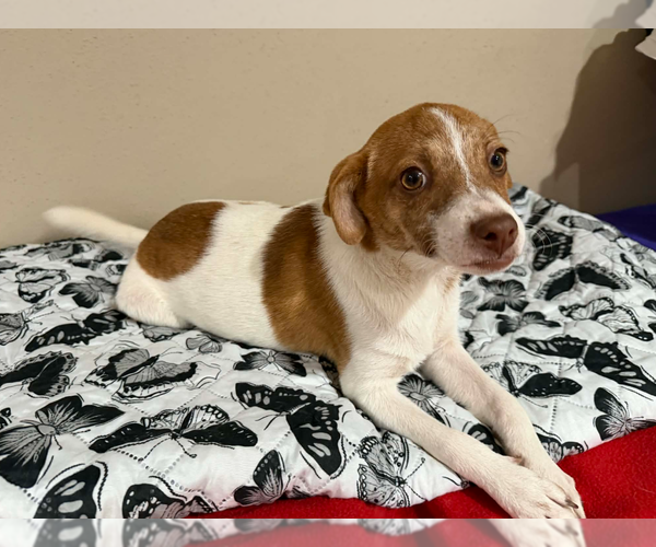 Medium Photo #4 Chihuahua-Unknown Mix Puppy For Sale in Cranston, RI, USA