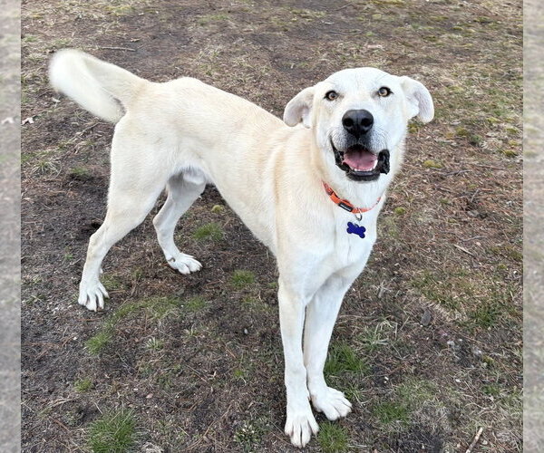 Medium Photo #6 Anatolian Pyrenees Puppy For Sale in Oak Bluffs, MA, USA