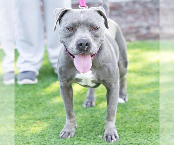 Medium Photo #2 American Pit Bull Terrier Puppy For Sale in Camarillo, CA, USA