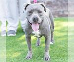 Small #1 American Pit Bull Terrier