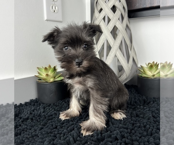 Medium Photo #3 Schnauzer (Miniature) Puppy For Sale in FRANKLIN, IN, USA