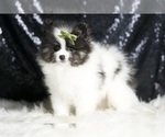 Small #2 Pomeranian