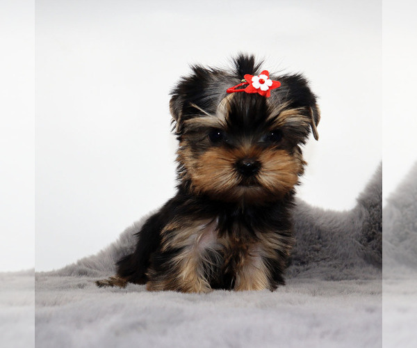Medium Photo #2 Yorkshire Terrier Puppy For Sale in LOS ANGELES, CA, USA