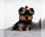 Small #1 Yorkshire Terrier