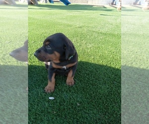 Medium Doberman Pinscher