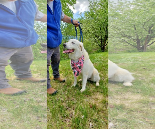 Medium Photo #6 Great Pyrenees-Unknown Mix Puppy For Sale in Croydon, NH, USA