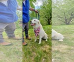 Small #5 Great Pyrenees Mix