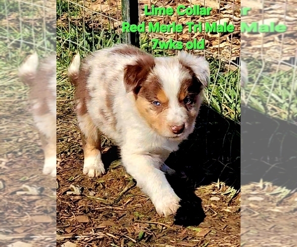 Medium Photo #4 Border Collie Puppy For Sale in BYBEE, TN, USA