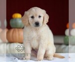 Lily - Female Golden Retriever Puppy for Sale - Photo #2