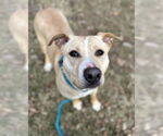 Small #9 Labrador Retriever Mix