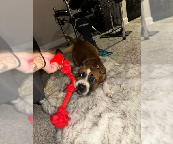 Medium Photo #11 American Staffordshire Terrier-Boxer Mix Puppy For Sale in Holly Springs, NC, USA