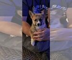 Puppy Cupid Pembroke Welsh Corgi