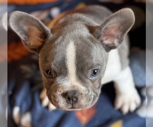 French Bulldog Puppy for sale in LANTON, MO, USA