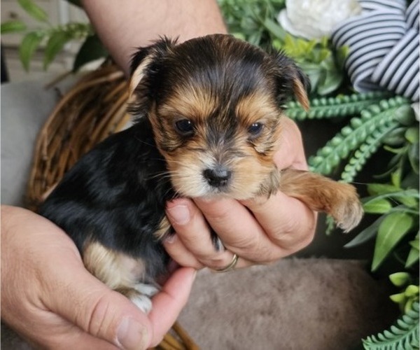 Medium Photo #1 Yorkshire Terrier Puppy For Sale in SALEM, OR, USA