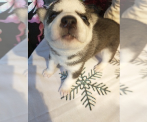 Medium Photo #16 Siberian Husky Puppy For Sale in DANBY, VT, USA
