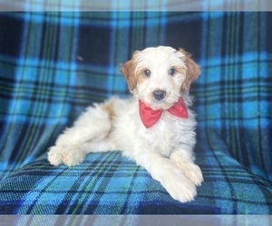 Cavapoo Puppy for sale in LAKELAND, FL, USA