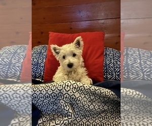 Mother of the West Highland White Terrier puppies born on 05/06/2025