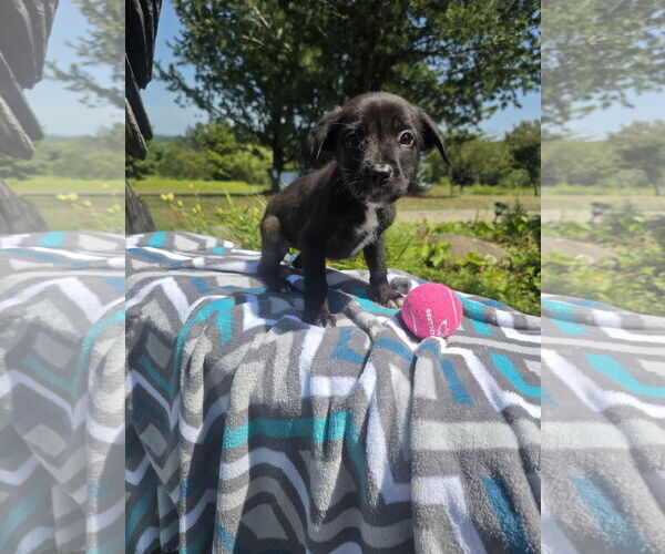 Medium Photo #2 Labrador Retriever-Unknown Mix Puppy For Sale in SHERBURNE, NY, USA