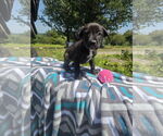 Small #1 Labrador Retriever Mix