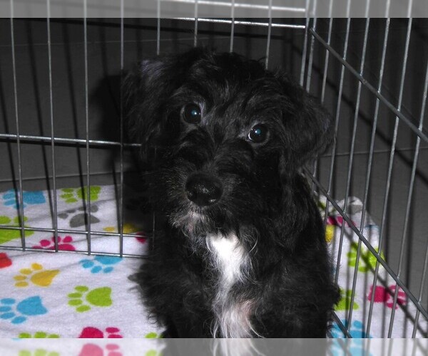 Medium Photo #9 Schnoodle (Miniature) Puppy For Sale in ORO VALLEY, AZ, USA