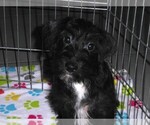 Small #8 Schnoodle (Miniature)