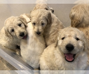 Goldendoodle-Poodle (Standard) Mix Puppy for sale in BATON ROUGE, LA, USA
