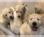 Small Photo #1 Goldendoodle-Poodle (Standard) Mix Puppy For Sale in BATON ROUGE, LA, USA