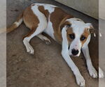 Small #3 Labrador Retriever Mix