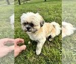 Small #1 Shih-Poo
