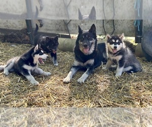 Mother of the Alaskan Husky-Alaskan Malamute Mix puppies born on 03/25/2025