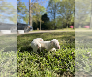 Bull Terrier Puppy for Sale in OXFORD, North Carolina USA