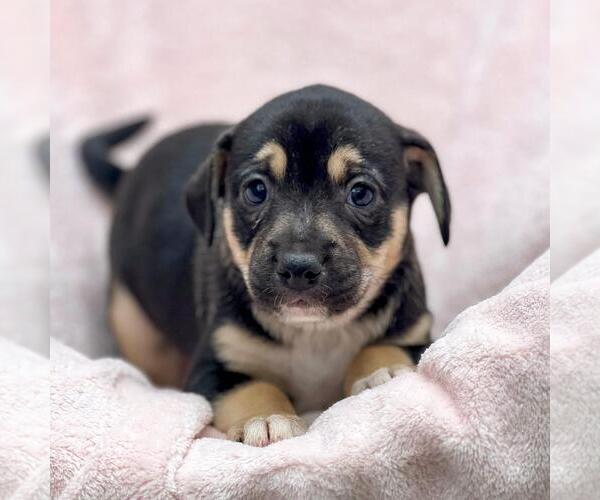 Medium Photo #1 Labrador Retriever-Unknown Mix Puppy For Sale in San Diego, CA, USA