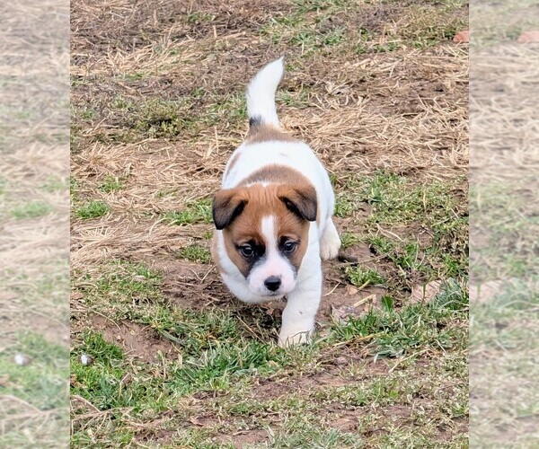 Medium Photo #2 Jack Russell Terrier Puppy For Sale in APPLE GROVE, WV, USA
