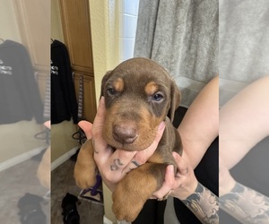 Doberman Pinscher Puppy for sale in LANCASTER, CA, USA